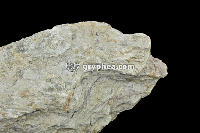 Schiste à chlorite - détail - gryphea.com